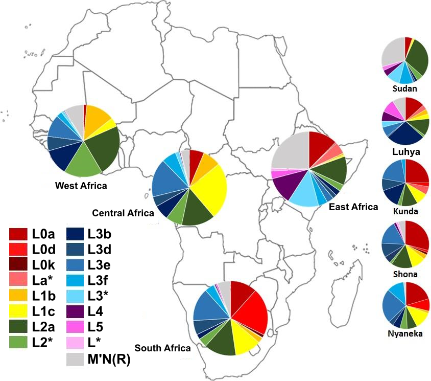 MrDNA Haplogroup composition of sub Saharan African regions