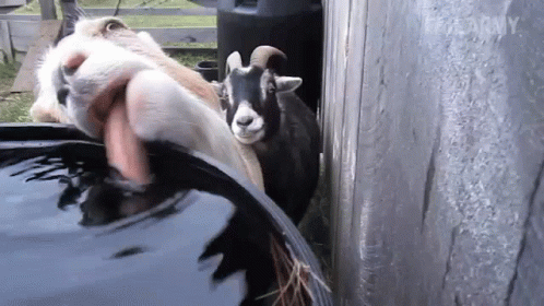 2626417 goat lick