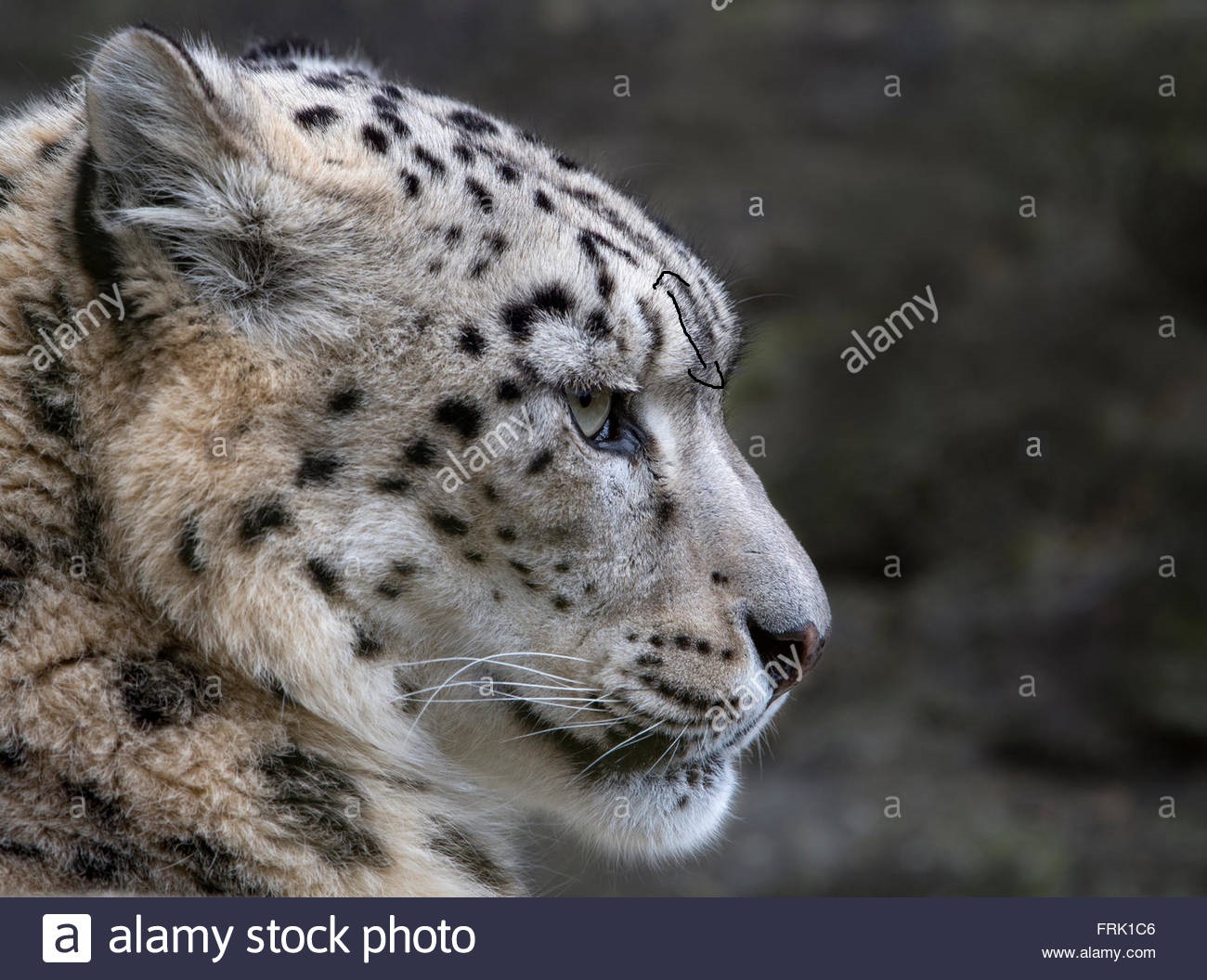 Female snow leopard profile FRK1C6
