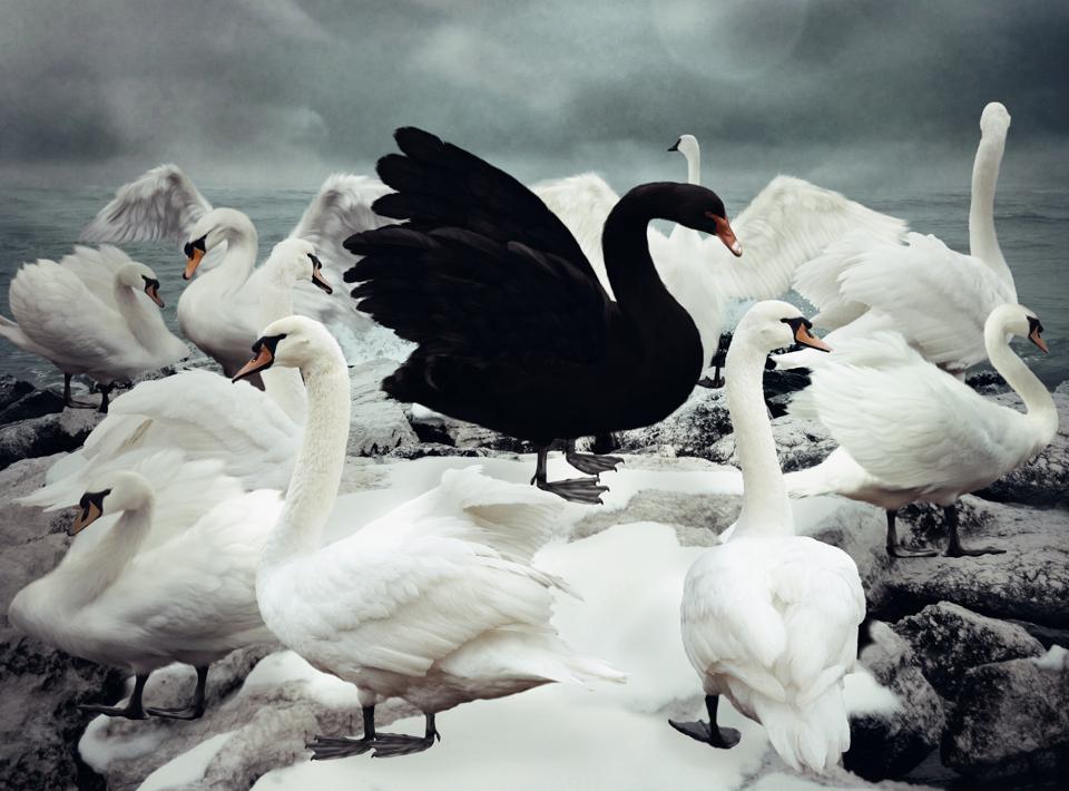 Https   specials imagesforbesimgcom imageserve 5db05452a210800006f03c9a Black Swan Events 96