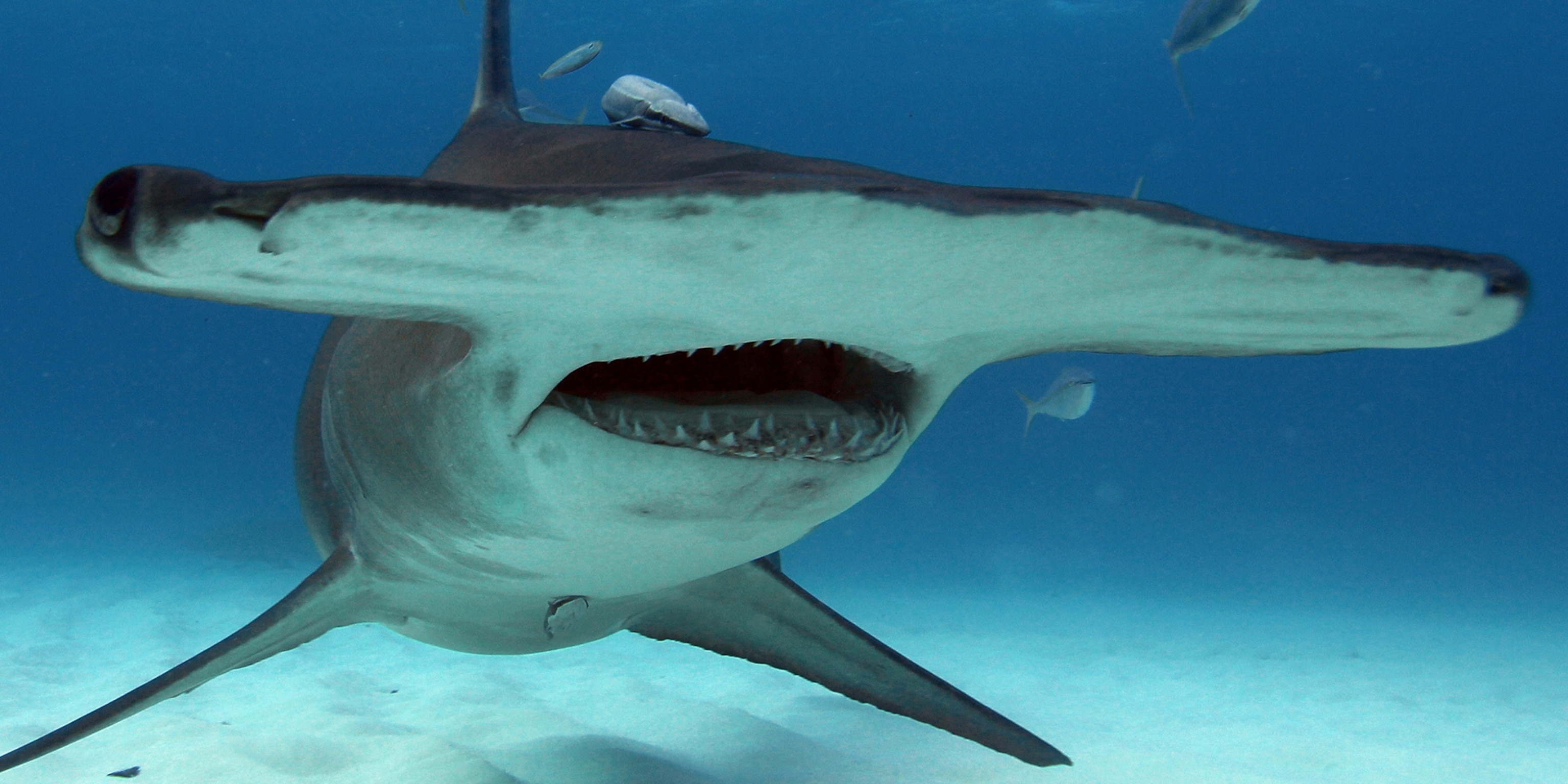 Hammerhead sharks thumb 2x1