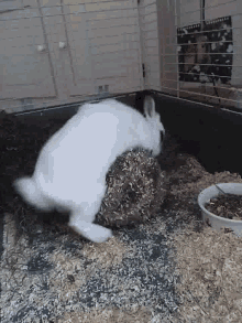 Rabbit fuck