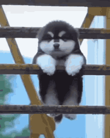 Cutedog