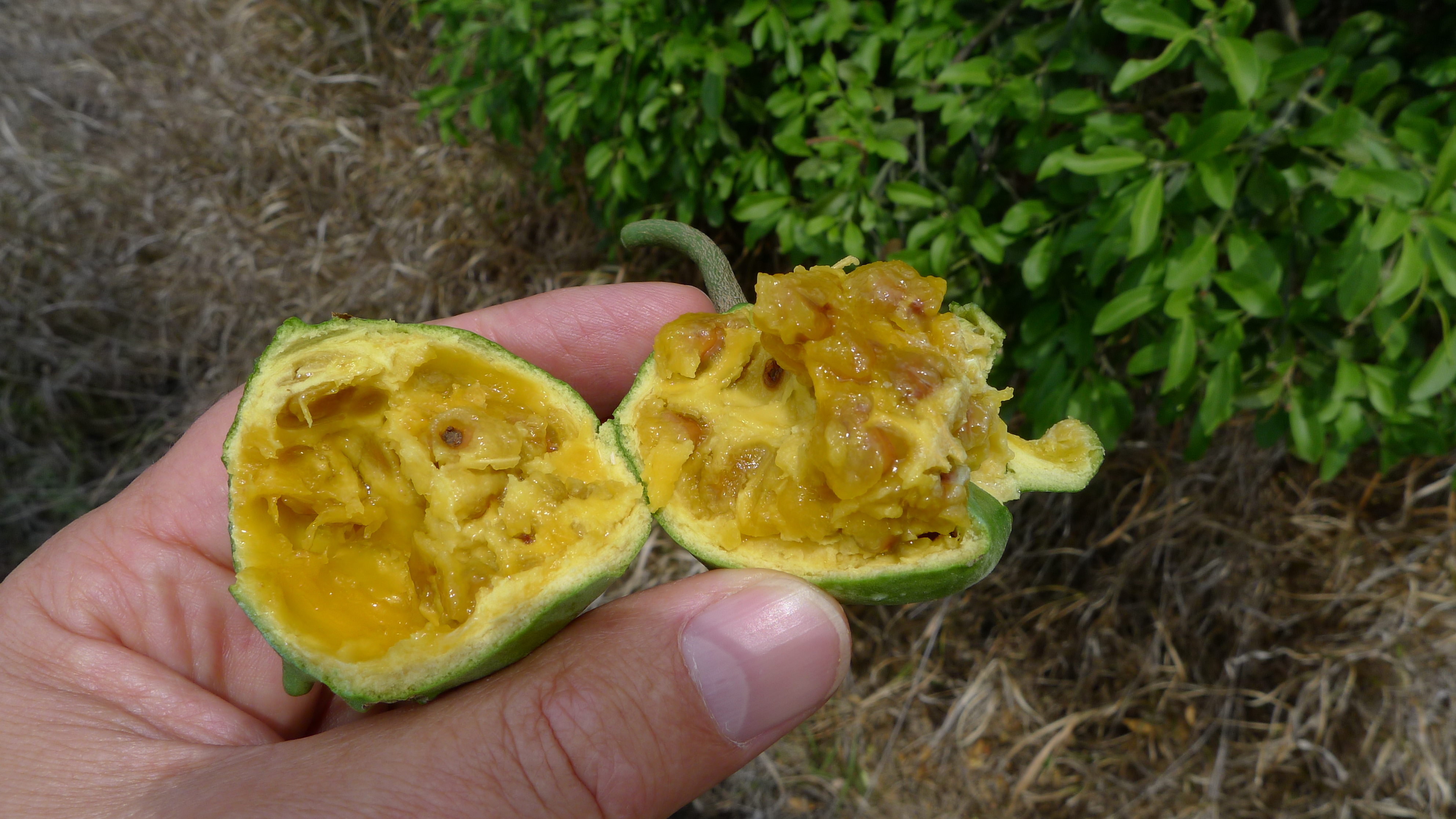 Wild Orange fruit 10868128715