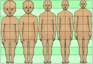 Human development neoteny body and head proportions pedomorphy maturation aging growth