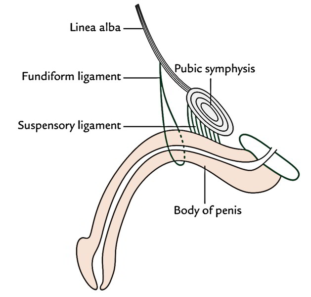 031717 1435 Penis5