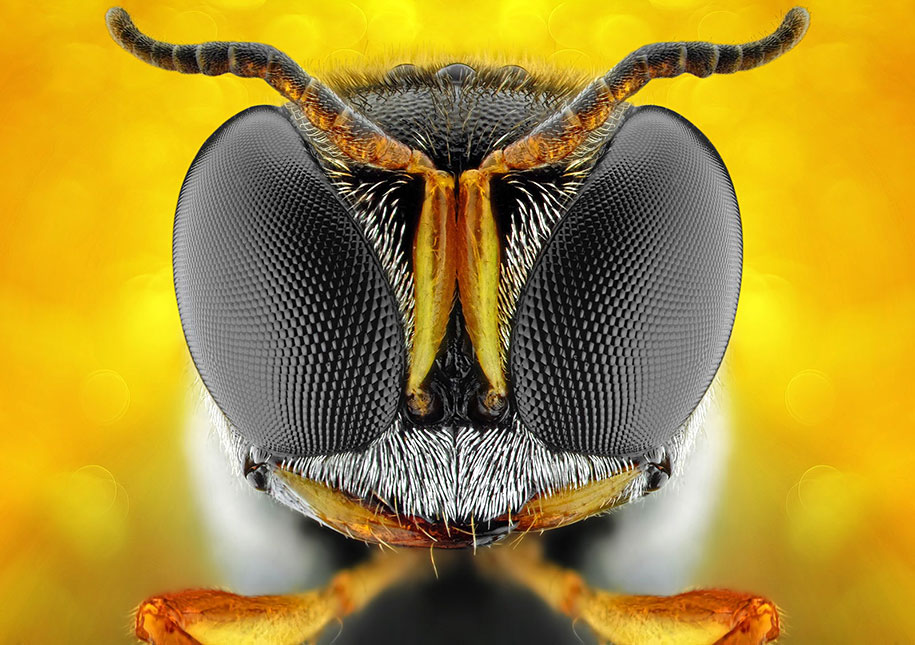 Insects macro photography donald jusa 6