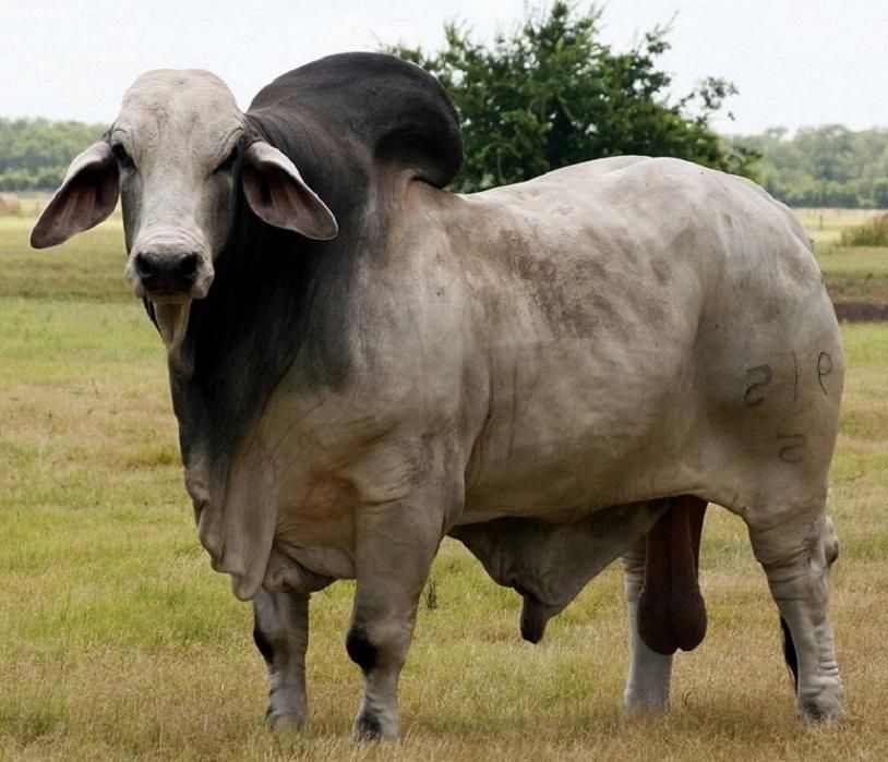 Bull