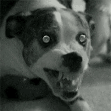 resident-evil-dog-gif-2.gif