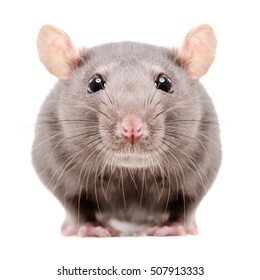 rat.jpg