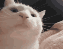 Catto