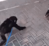 Monkey miss