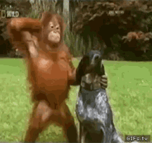 Orangutan monkey