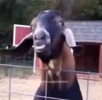 Fwqwfqfwfwf