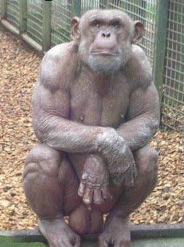 Bodybuilderchimp