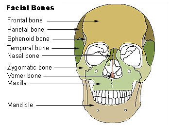 Illu facial bones