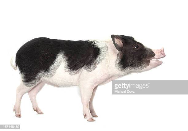 Studio shot of a pig profile smiling picture id167448469
