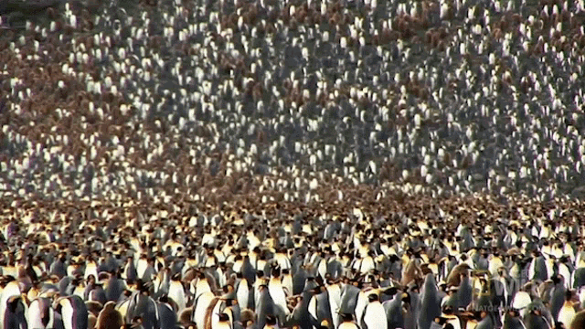 Lots of penguins world penguin day 1