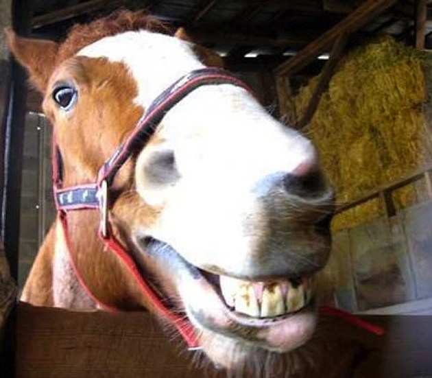 Animalsthatsmile tumblr