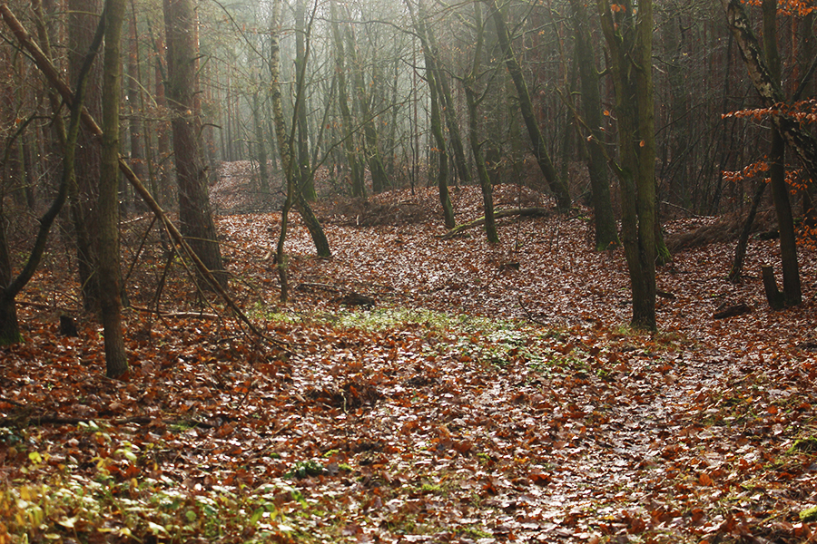 Fall
