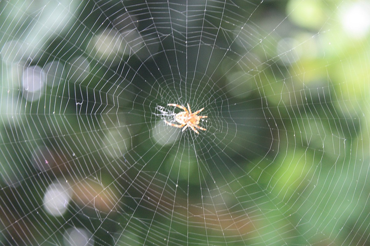 1200px A classic circular form spiders web