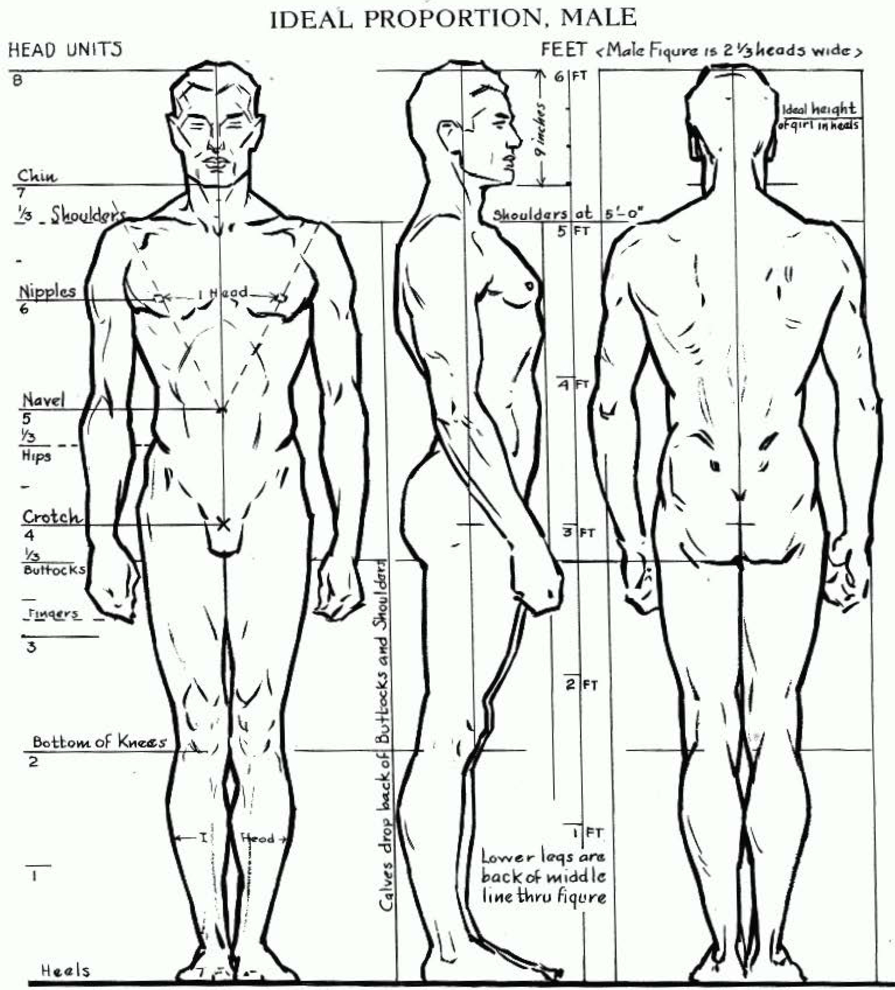 Ideal proportions male
