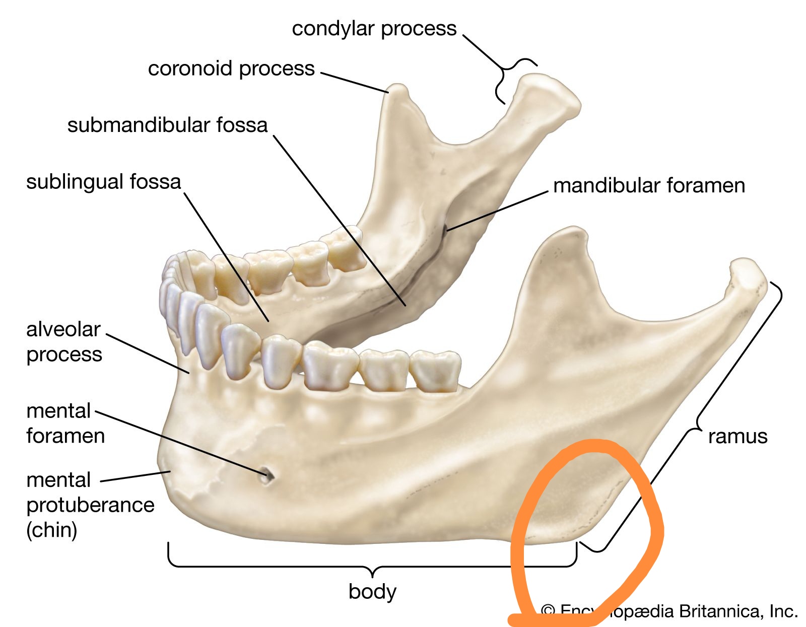 Mandible edit 9432691376163