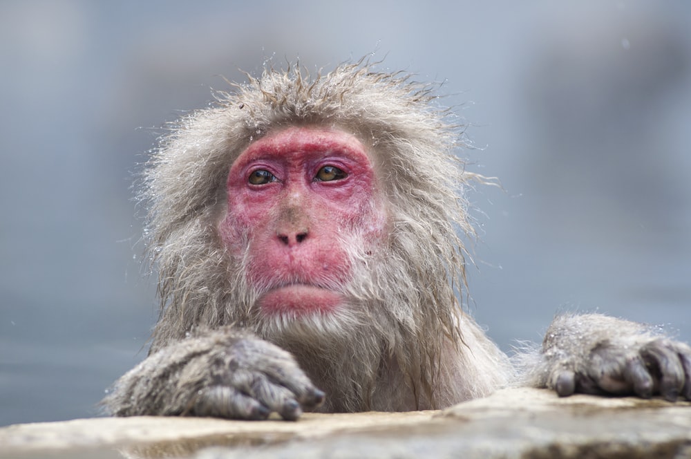 Monkey