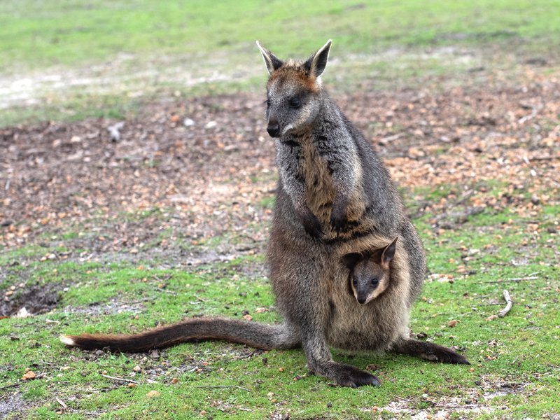Swamp wallaby 4366382