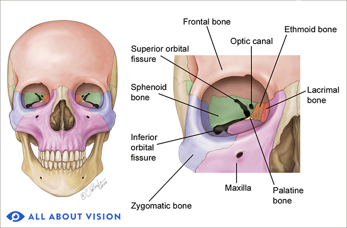 orbital-bones-illustration-678x446.gif
