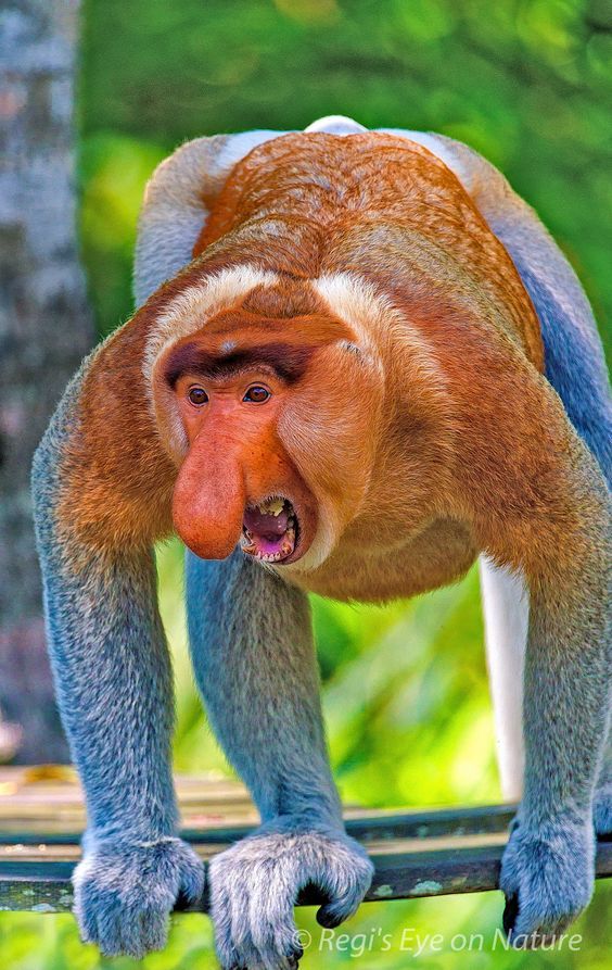 37a22ae4e289d236ee0c8177e4bae80f  ugly monkey monkey business