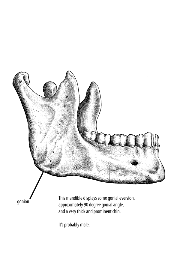 Mandible sex 2010