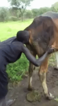 Black guy with a cow