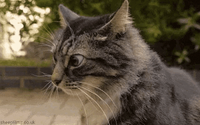 Cat kitty