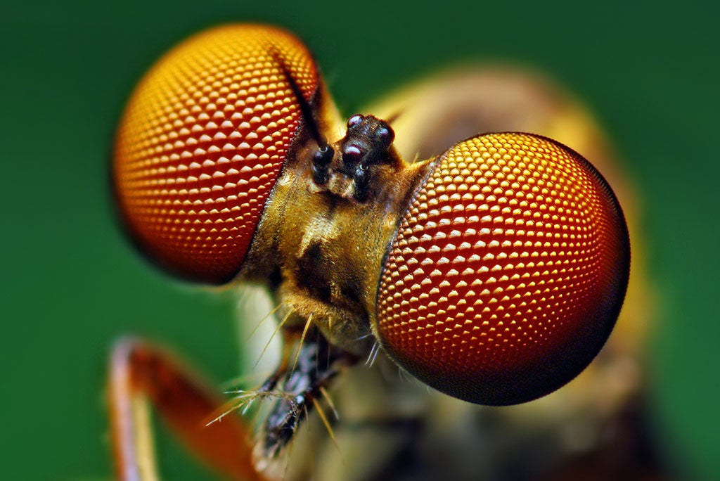 Robber fly eye