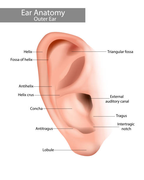 Istockphoto 1357725644 612x612