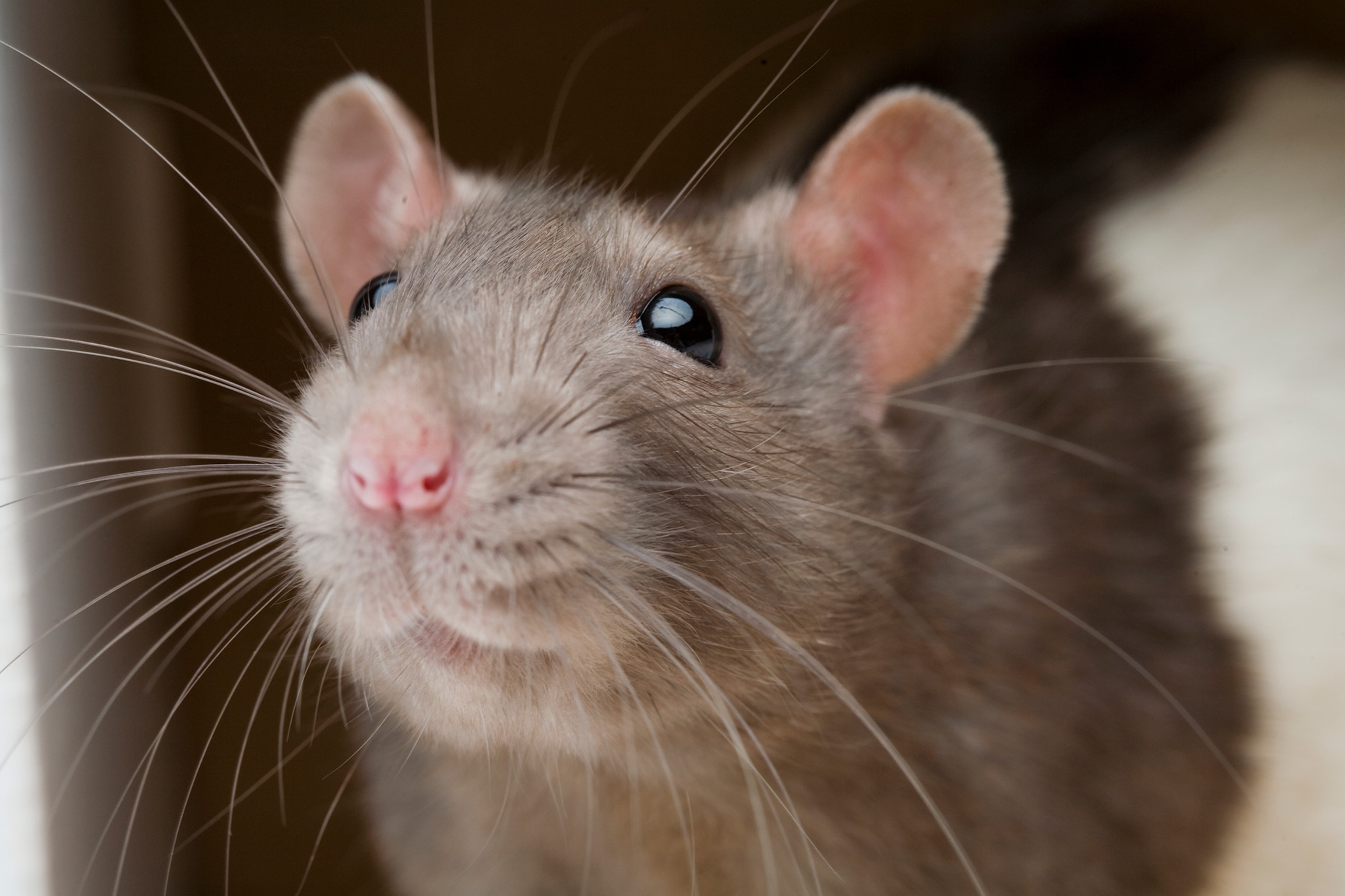 01 rat friends nationalgeographic 1162144