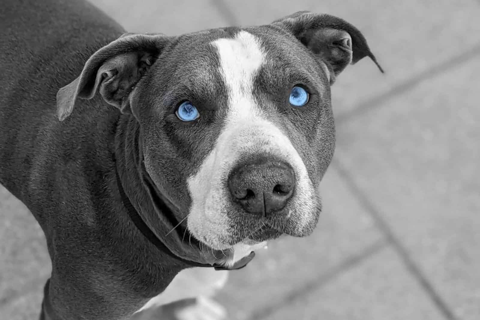 Blue Eyed Pitbull You Wont Resist Those Baby Blues