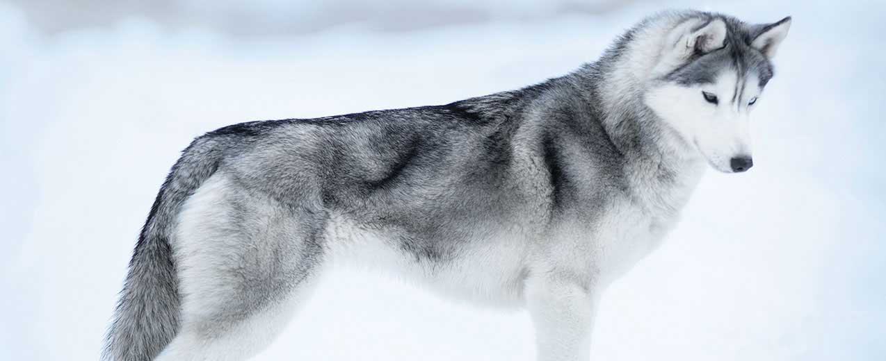 Siberian husky card small