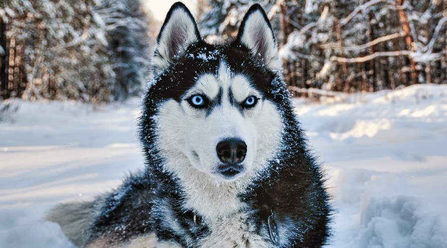 Siberian Husky in Snow