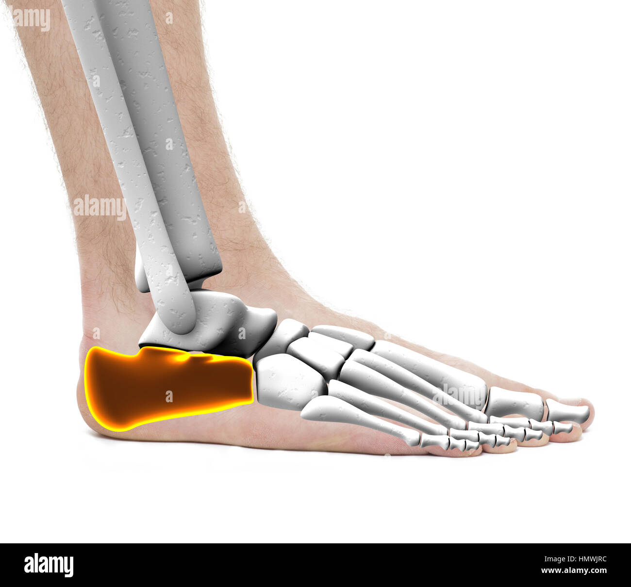Hueso del talon calcaneo anatomia masculina foto de estudio aislado en blanco hmwjrc