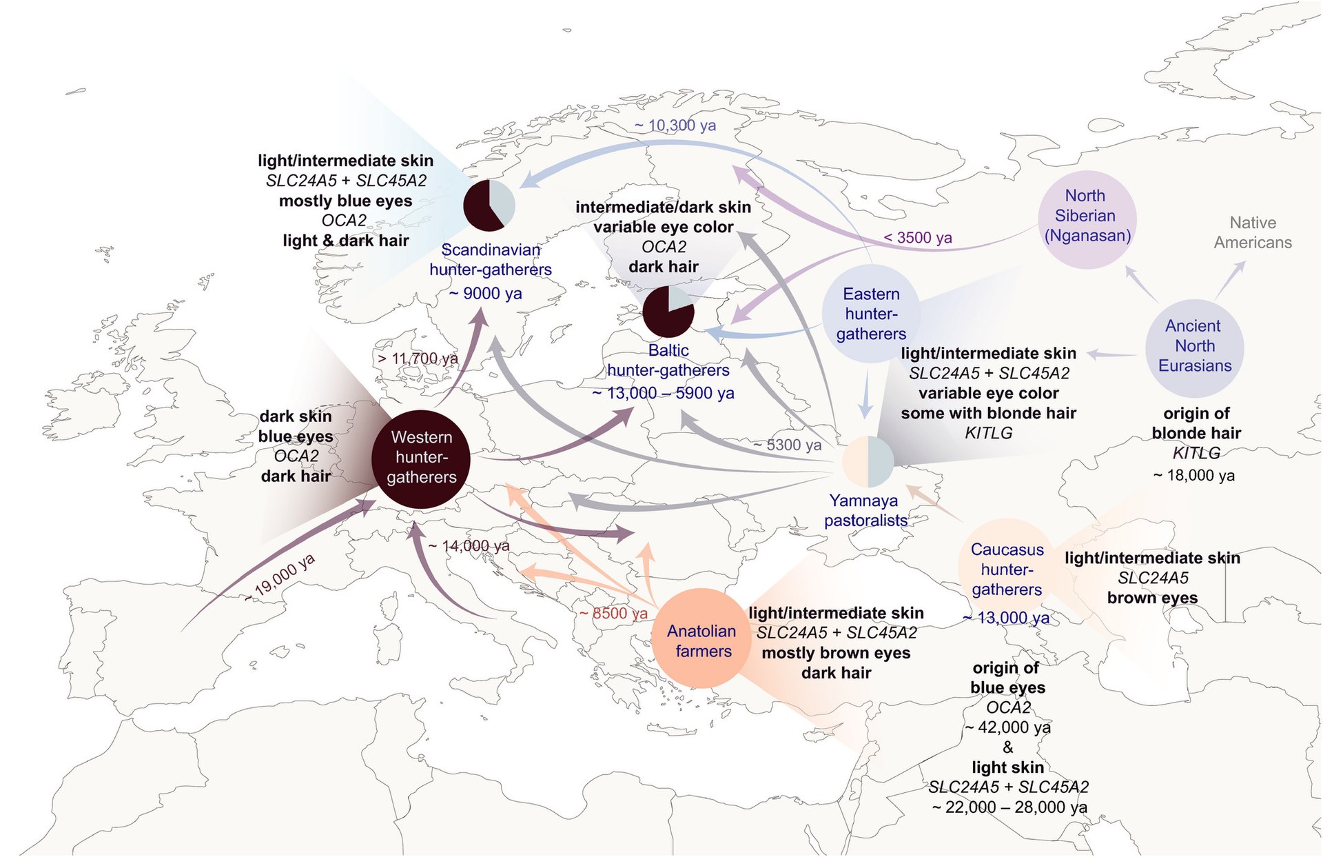 1920px Archaeogenetic analysis of human skin pigmentation in Europe
