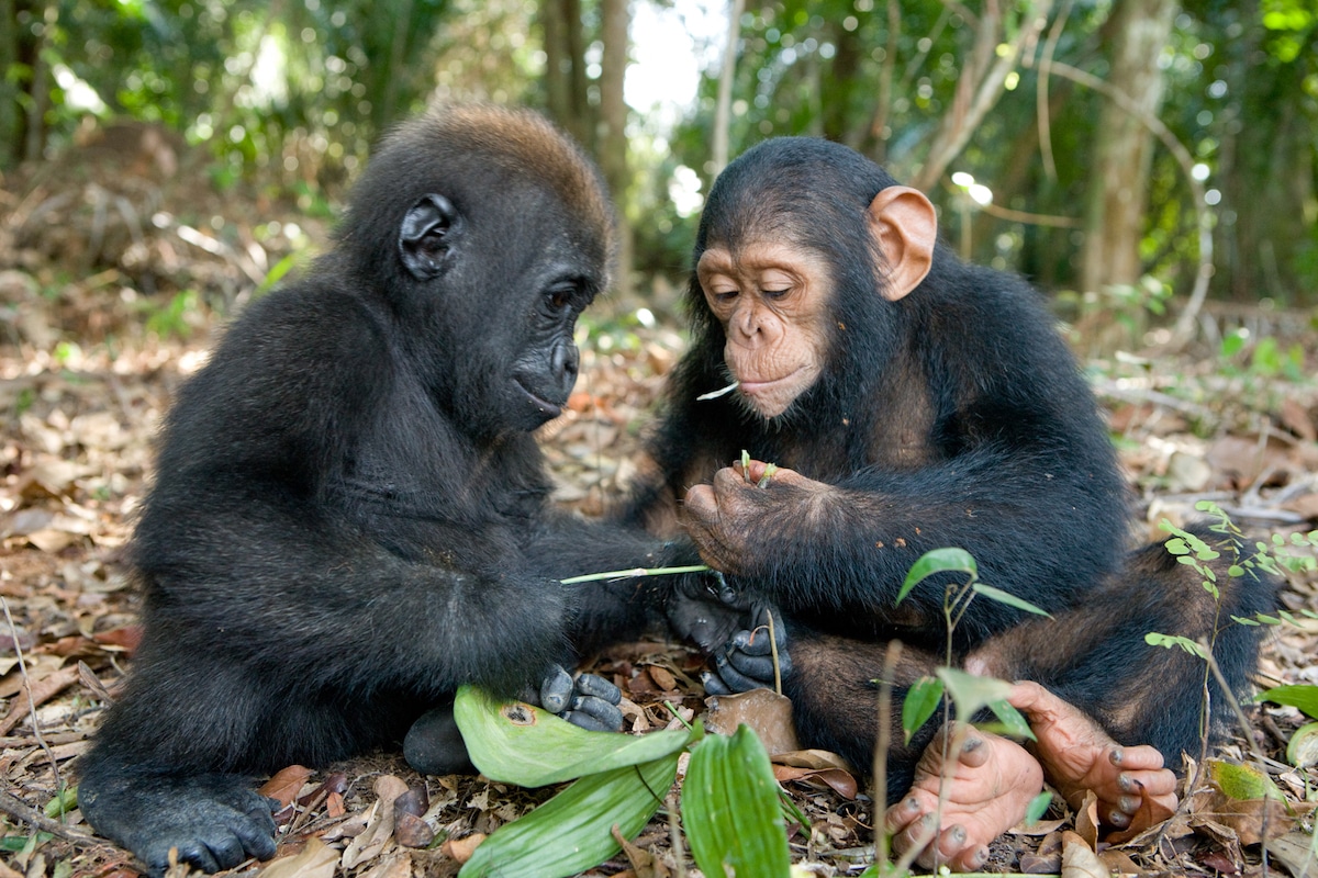 Baby gorilla chimp friendship michael poliza 4