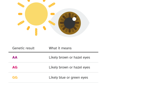 Eye genotype chances