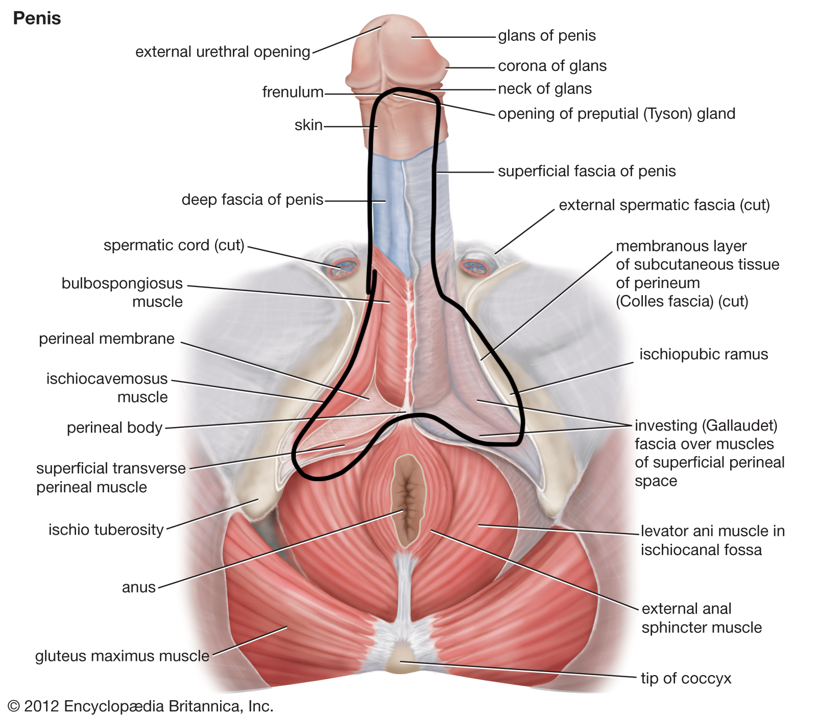 Penis