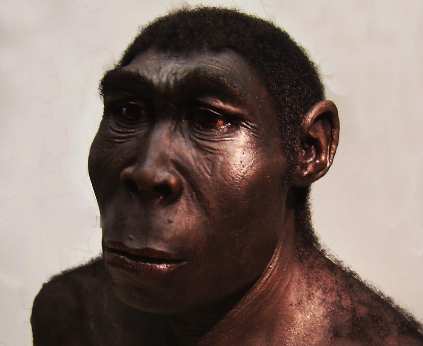 Erectus2