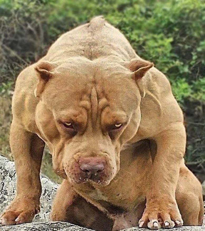 Pitbull