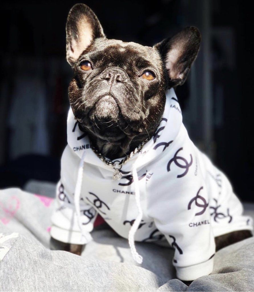 French bulldog