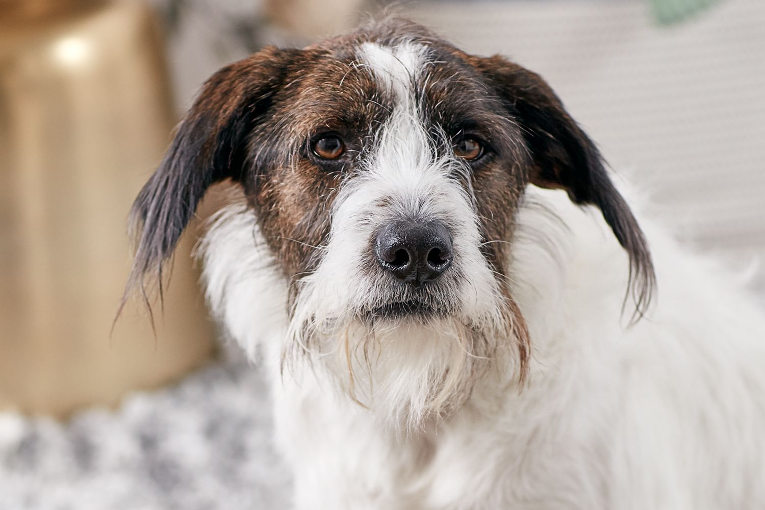 Mutt
