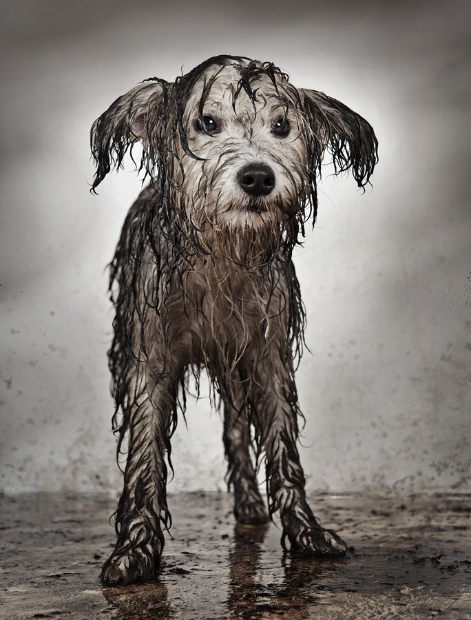 Mongrel